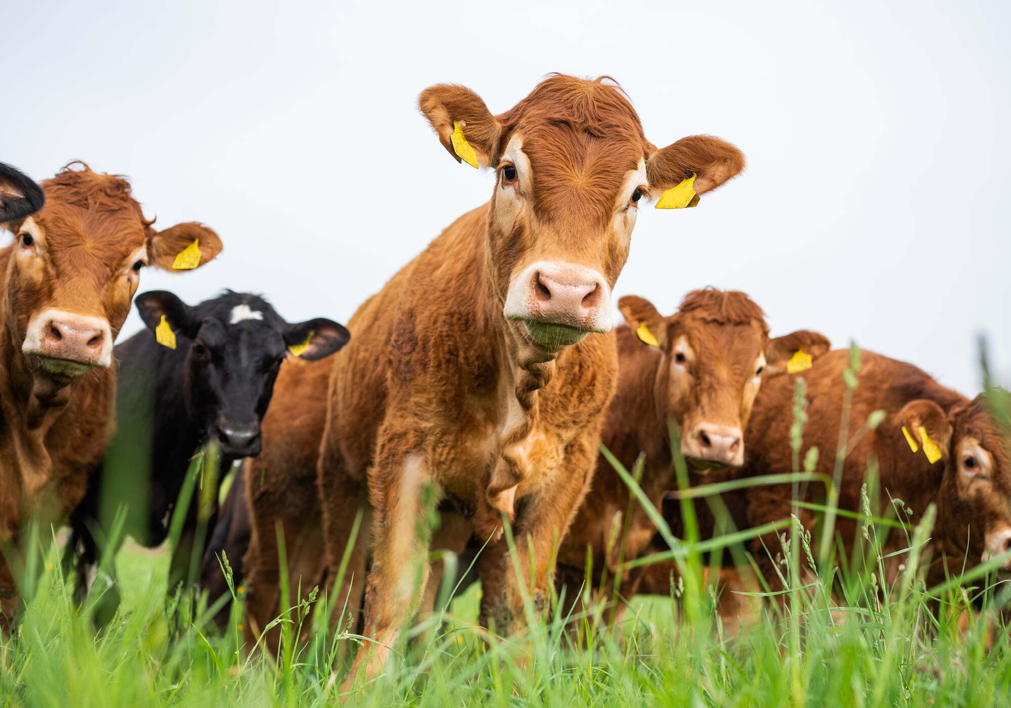 Alec Jarrett Meat resized 2 and compressed jpg